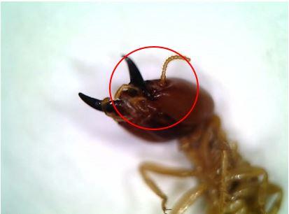 Characteristics of termite colony 2 (Termitidae):